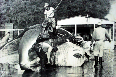 Corte de baleia em postas gigantes, na década de 50, na fábrica japonesa de beneficiamento de pescados Tayo
